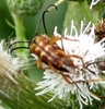 Banded Longhorn Beetle 