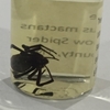 Black Widow Spider [minor damage] 