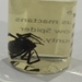 Black Widow Spider [minor damage] - Latrodectus mactans  [minor damage]