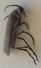 Blister Beetle 