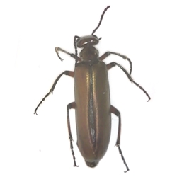Bronze Blister Beetle