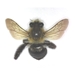 Bumble Bee - Bombus sp.