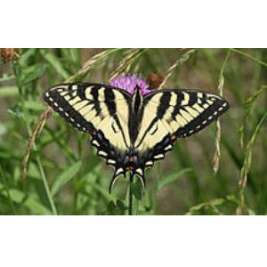 Canadian Tiger Swallowtail 