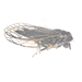 Early Cicada - Magicicada sp.-2