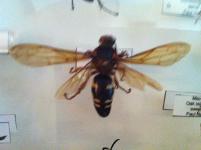 Eastern Cicada Killer 