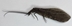Fishfly - slight damage - Corydalidae_detached antennae