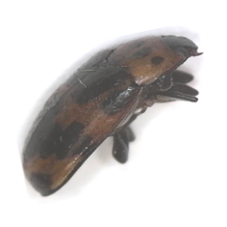 Four-spotted Fungus Beetle - Ischyrus quadripunctatus
