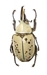 Giant Western Hercules Beetle - Dynastes granti