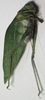 Greater Angle-wing Katydid 