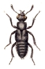 Hairy Rove Beetle 
