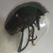 Humpback Dung Beetle - Deltochilum gibbosum