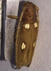 Ivory-marked Beetle 