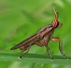 Marsh Fly 