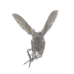 Moth Fly - Clogmia albipunctata 