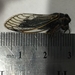 Early Cicada - Magicicada sp.-2