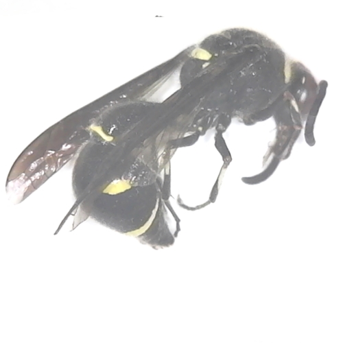 Potter Wasp Eumenes fraternus
