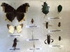 Quick-pix A (west coast): 12 Insects kit 