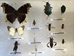 Quick-pix A (west coast): 12 Insects kit - 1a
