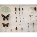 Quick-pix B : 20 Insects kit - qpb-112015
