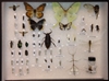 Quick-pix F : 100 Insect kit 
