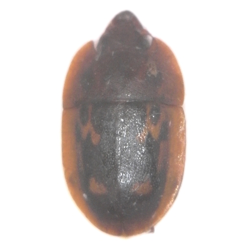 Sap-feeding Beetle - Prometopia sexmaculata