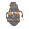 Sexton Beetle 