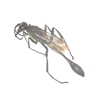 Thread-waisted Wasp 