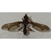 Waved Light Fly - Pyrgota undata