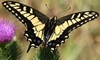 Anise Swallowtail [damaged] 