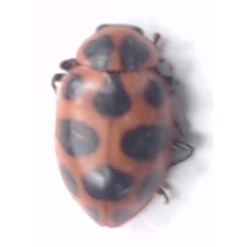 Spotted Pink Lady Beetle