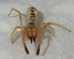Wind Scorpion - Eremobatidae