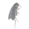Margined Blister Beetle 