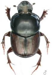 Dung Beetle 