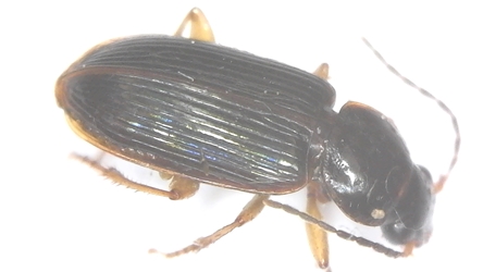 Selenophorus ochropezus - Carabidae