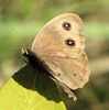 Common Wood Nymph 