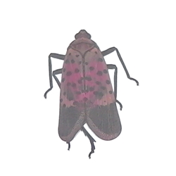 Spotted Lanternfly - Lycorma delicatula