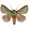 Slug Caterpillar Moth - Smaller Parsa 