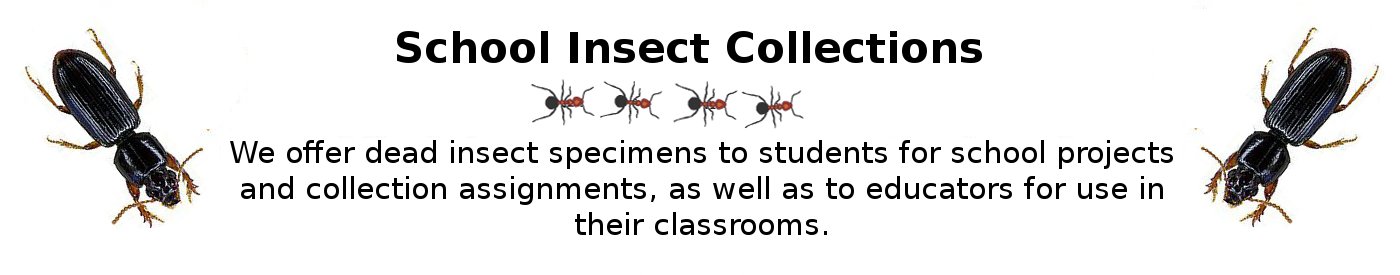 School insect collections