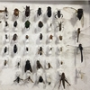 Insect collection for in and around Oklahoma