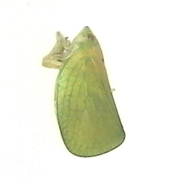Acanaloniid Planthopper 
