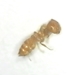 Acrobat Ant female