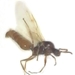 Acrobat Ant Male