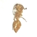 Acrobat Ant female