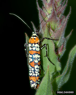 Ailanthus Webworm Moth 