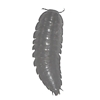 American Carrion Beetle larva 