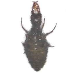Antlion Larva dead insect specimen for school insect collection