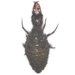 Antlion Larva dead insect specimen for school insect collection
