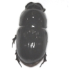 Aphodiine Dung Beetle