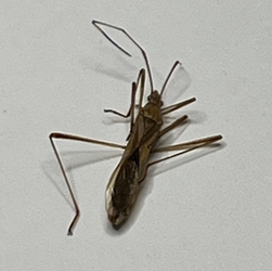 Assassin Bug - Revudiidae
