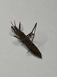 Reduviidae - Assassin Bug species 3